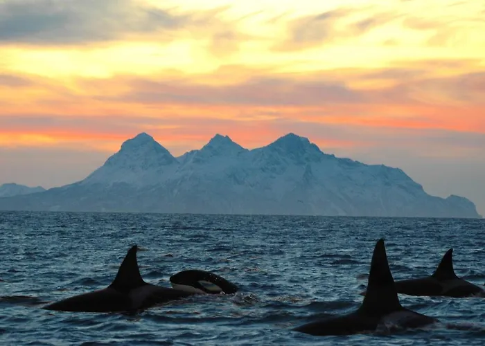 Kvalvika Retreat - Lofoten Ferienhaus *