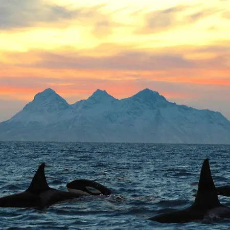 Kvalvika Retreat - Lofoten Tatil Evi *